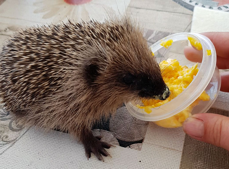 Foto von Daniela Grübner, Igel-Auswilderungsstation Bernau bei Berlin e.V., Bernau