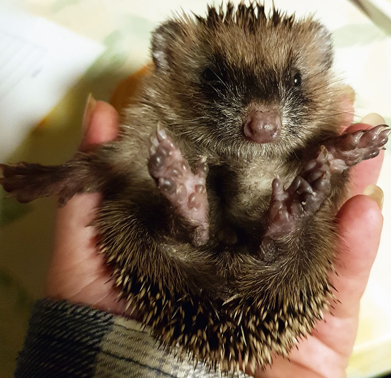 Foto von Daniela Grübner, Igel-Auswilderungsstation Bernau bei Berlin e.V., Bernau