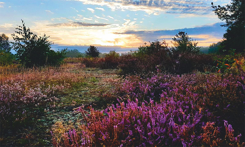 Foto von Beate Kerkhofer, Schönower-Heide-Verein e.V., Bernau Foto von Beate Kerkhofer, Schönower-Heide-Verein e.V., Bernau