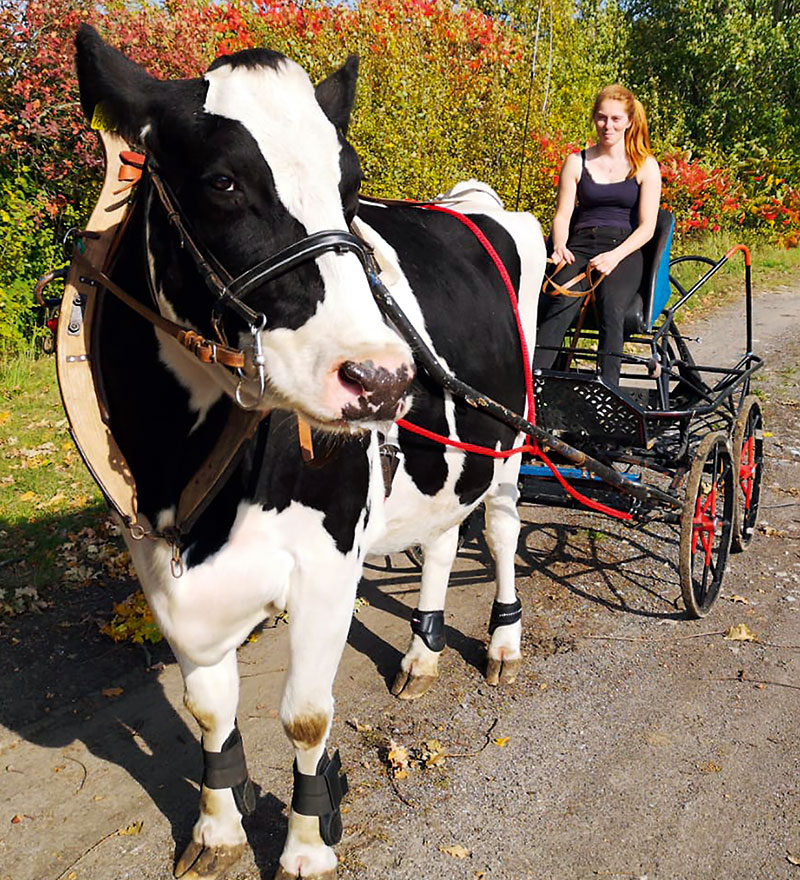 Foto von Lucy Müller, Kuh-Dressiererin, Bernau