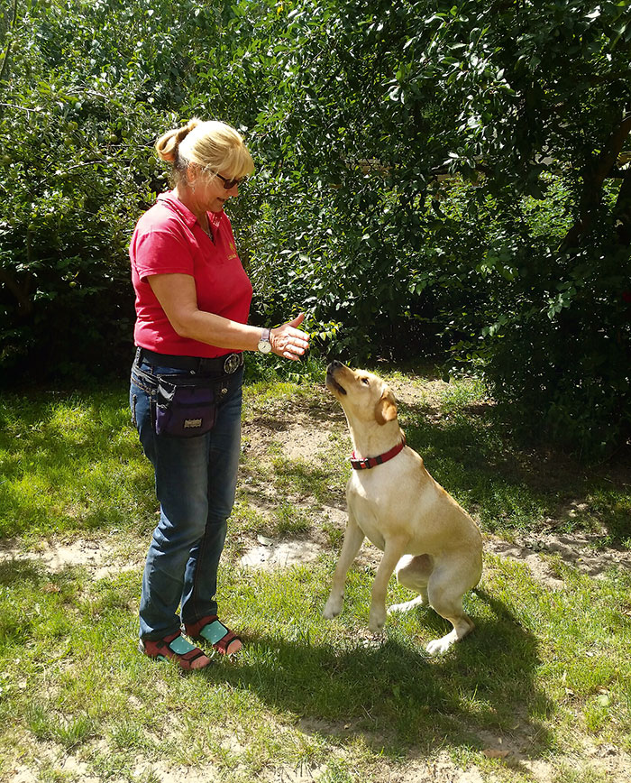 Foto von der Firma Labbiland Hundeschule & Hundepension