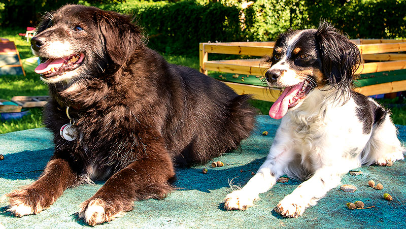 Foto von Kerstin Heinrich-Stewart von der Firma HundeGarten Foto von Kerstin Heinrich-Stewart von der Firma HundeGarten