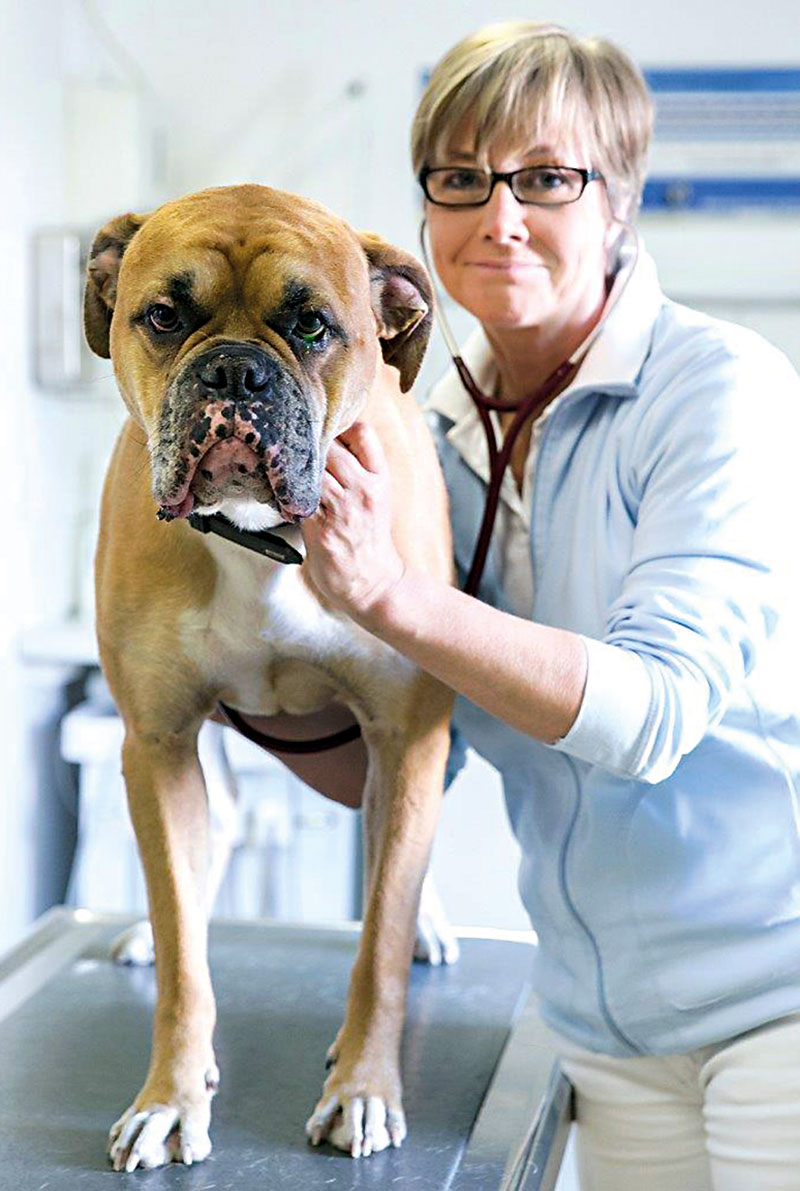 Foto von Dr. Ute Teutenberg von der Firma Tierarztpraxis Dr. Ute Teutenberg