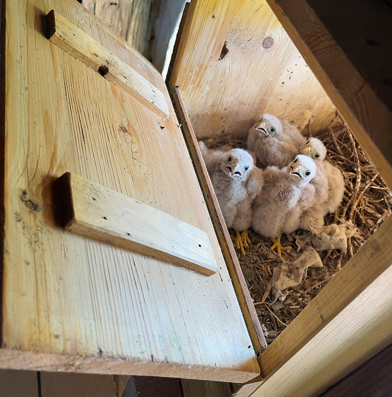 Foto von Konrad Bauer, Turmvogel-Experte, Falkensee