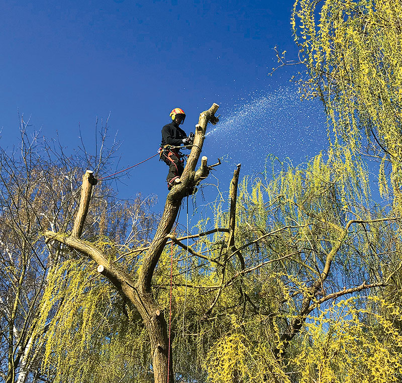 Foto von Henry Pörner und Jascha Horn von der Firma Pörner & Horn Fachbetrieb Baumpflege GmbH Foto von Henry Pörner und Jascha Horn von der Firma Pörner & Horn Fachbetrieb Baumpflege GmbH