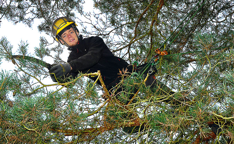 Foto von Jannis Böttcher von der Firma Treeletics Baumpflege