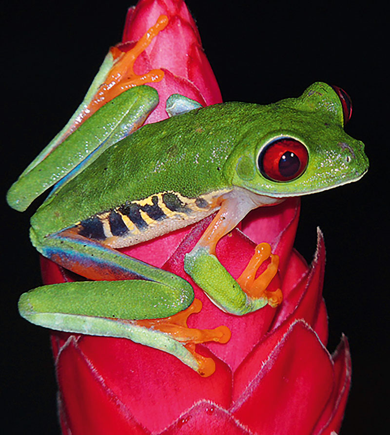 Foto von Axel Dehne, Tierfotograf, Kleinmachnow