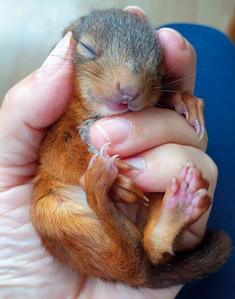 Foto von Christine Saretz, Eichhörnchen Notruf e.V., Kleinmachnow