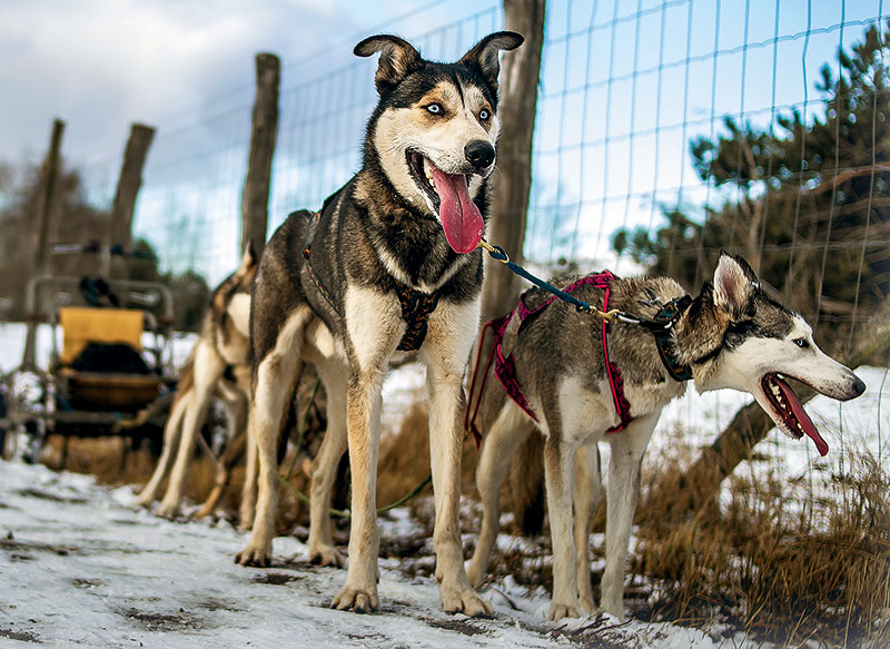 Foto von Tatjana Boschen, Husky-Rennen, Wandlitz