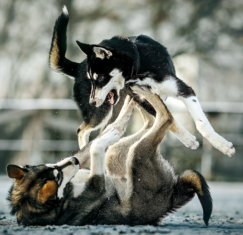 Foto von Tatjana Boschen, Husky-Rennen, Wandlitz