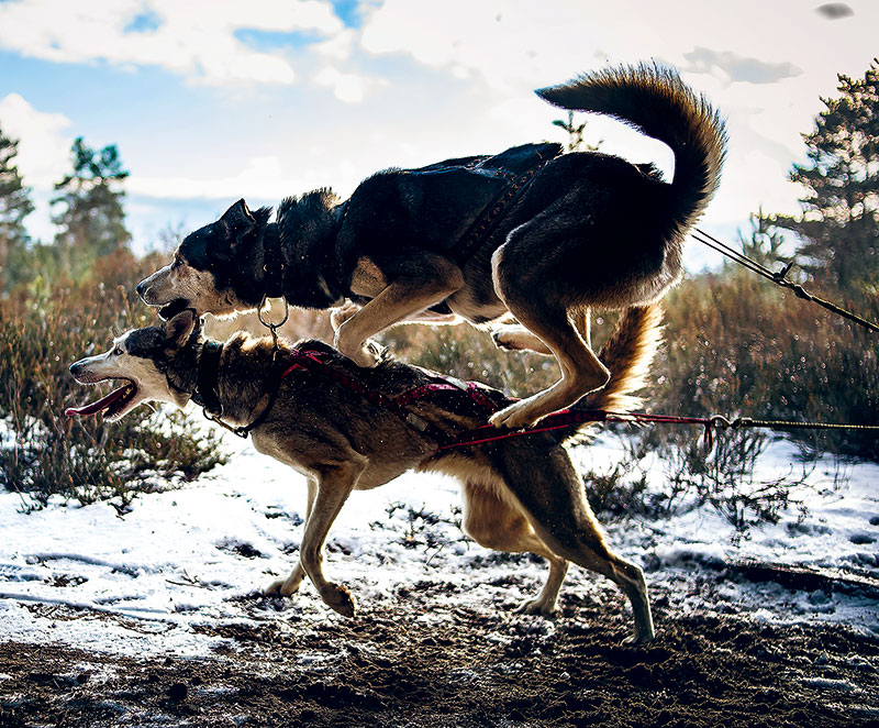 Foto von Tatjana Boschen, Husky-Rennen, Wandlitz