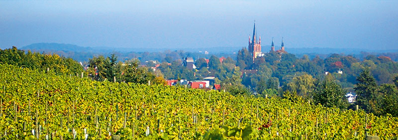 Foto von Dr. Manfred Lindicke von der Firma Weinbau Dr. Manfred Lindicke