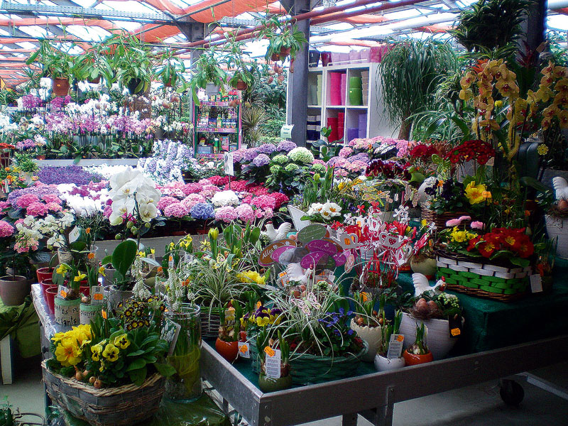 Foto von Katrin Knake von der Firma Potsdamer Blumen eG, GartenCenter Geltow