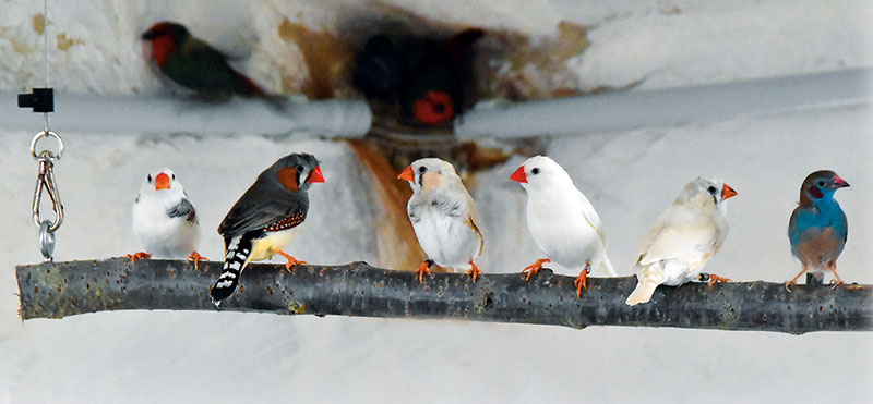 Foto von Randy Kärger, Vogelzüchter, Werder