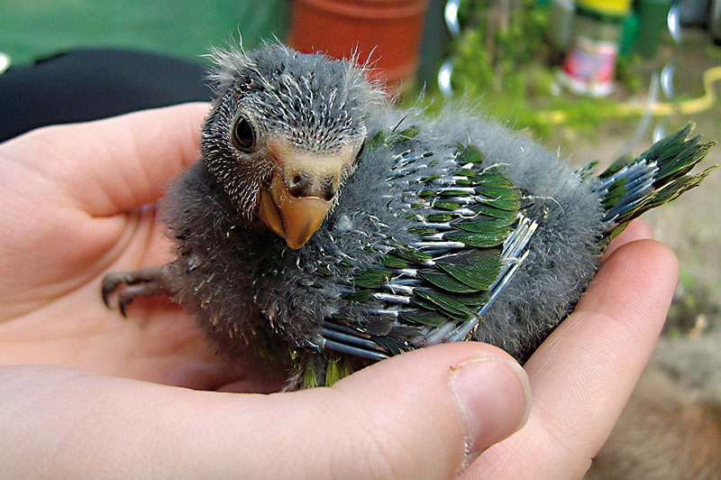 Foto von Randy Kärger, Vogelzüchter, Werder