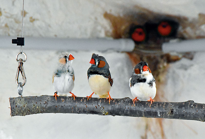 Foto von Randy Kärger, Vogelzüchter, Werder