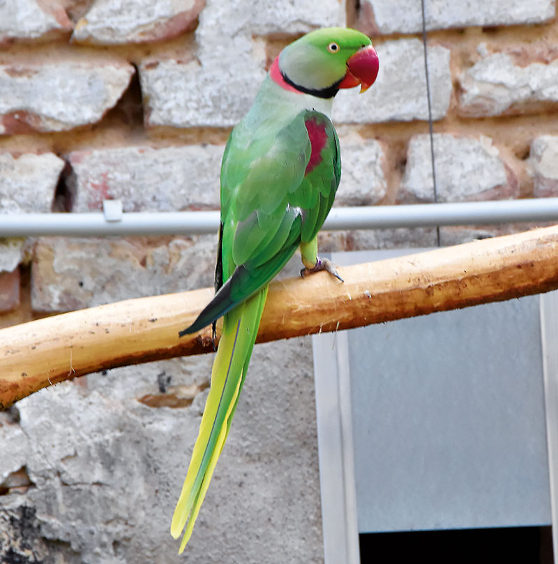 Foto von Mike Grunewald, Papageien-Züchter, Werder