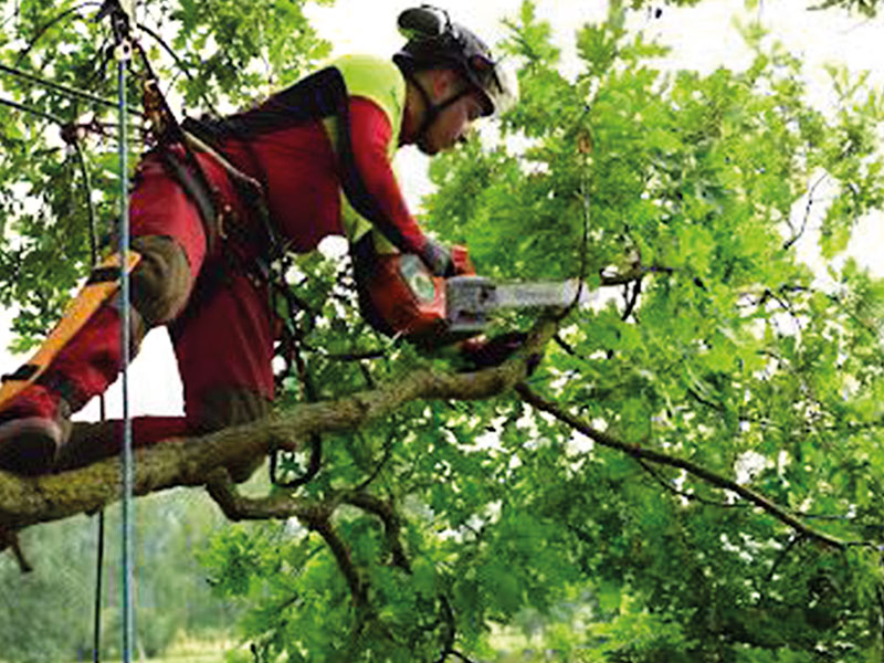 Foto von Philipp Hein von der Firma Squirrels Baumpflege