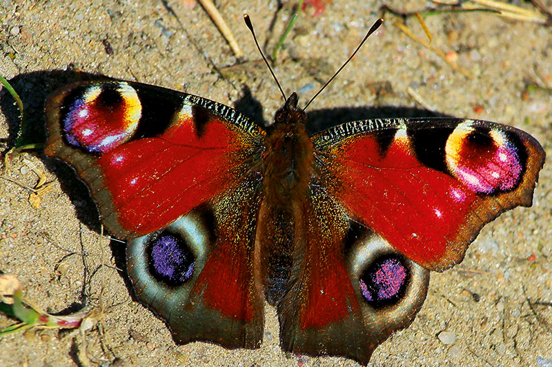 Foto von Monika Wagner, „Schmetterlings-Mama“, Wildau