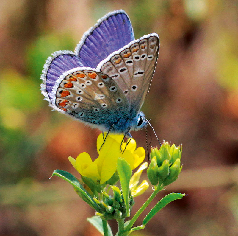 Foto von Monika Wagner, „Schmetterlings-Mama“, Wildau