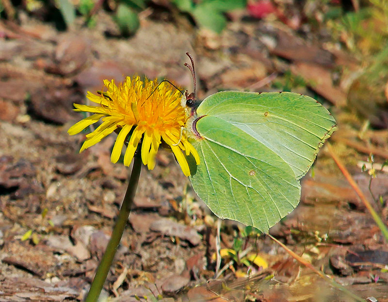 Foto von Monika Wagner, „Schmetterlings-Mama“, Wildau