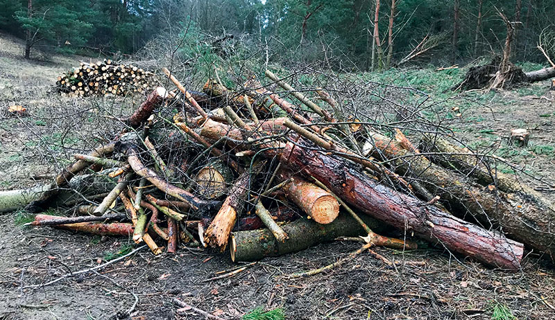 Foto von Juliane Bauer, NABU-Gruppe Zeuthen, Zeuthen