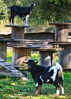 Foto von Lydia Rick von der Firma Wild- & Haustierpark Liebenthal