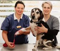 Foto von Lydia Klemer von der Firma Tierarztpraxis Alt-Buch